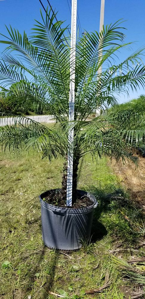 phoenix-roebelenii-pygmy-date-palm-roebelenii-palm
