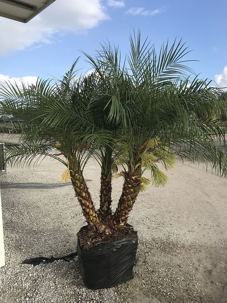 phoenix-roebelenii-pygmy-date-palm-roebelenii-palm