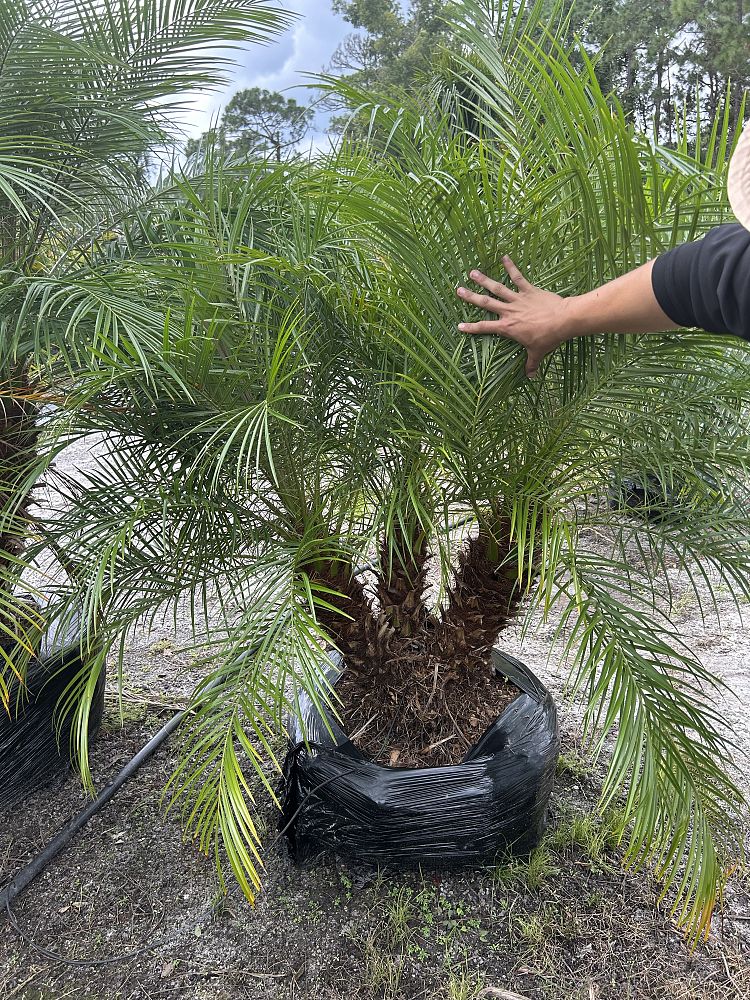 phoenix-roebelenii-pygmy-date-palm-roebelenii-palm