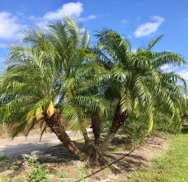 phoenix-roebelenii-pygmy-date-palm-roebelenii-palm