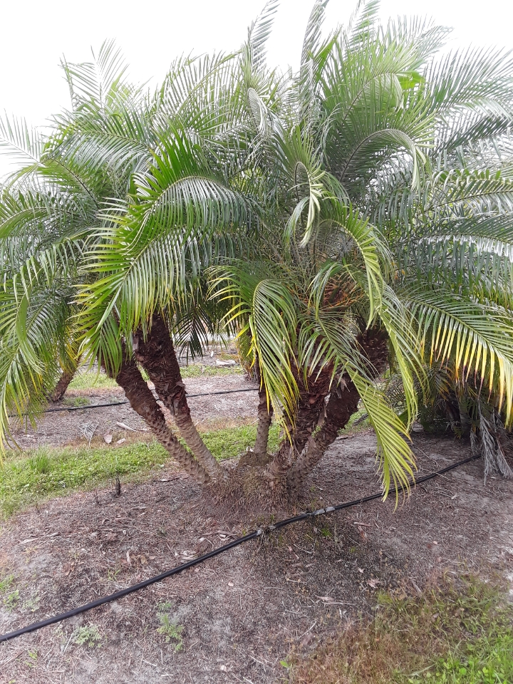 phoenix-roebelenii-pygmy-date-palm-roebelenii-palm