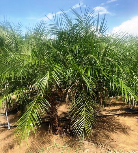 phoenix-roebelenii-pygmy-date-palm-roebelenii-palm