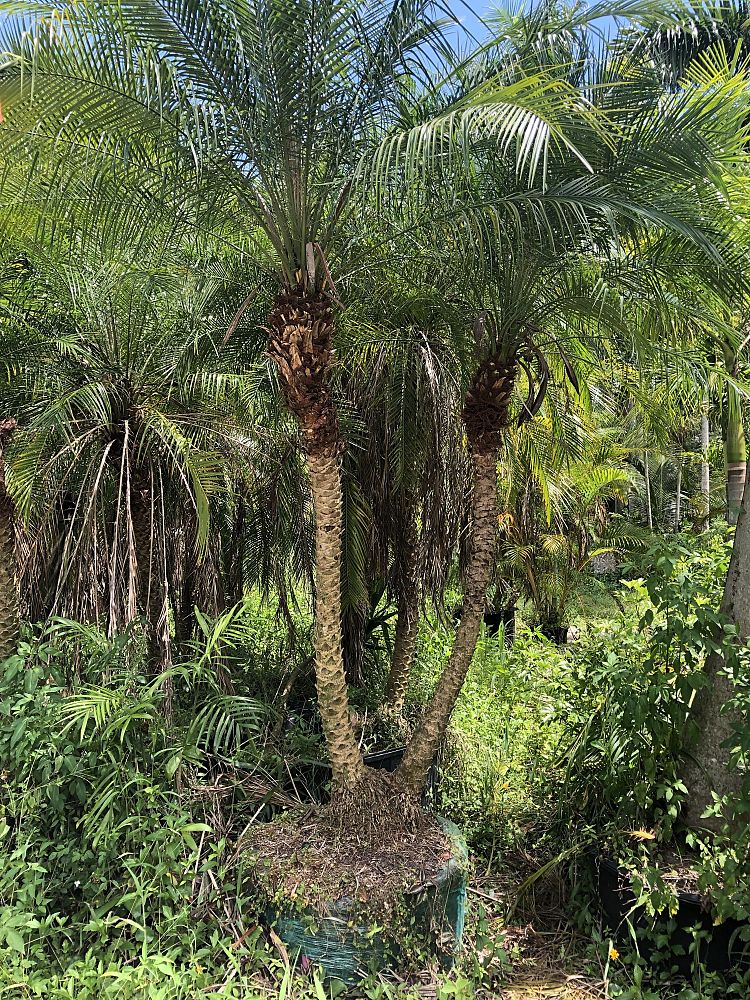 phoenix-roebelenii-pygmy-date-palm-roebelenii-palm