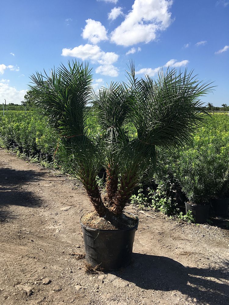 phoenix-roebelenii-pygmy-date-palm-roebelenii-palm