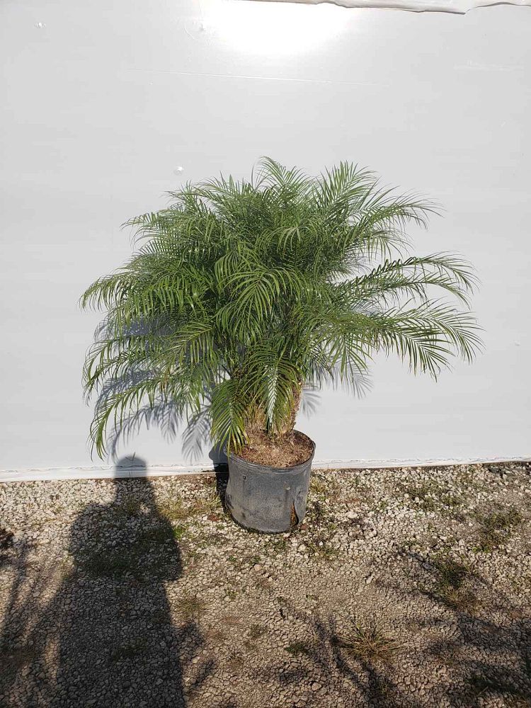 phoenix-roebelenii-pygmy-date-palm-roebelenii-palm