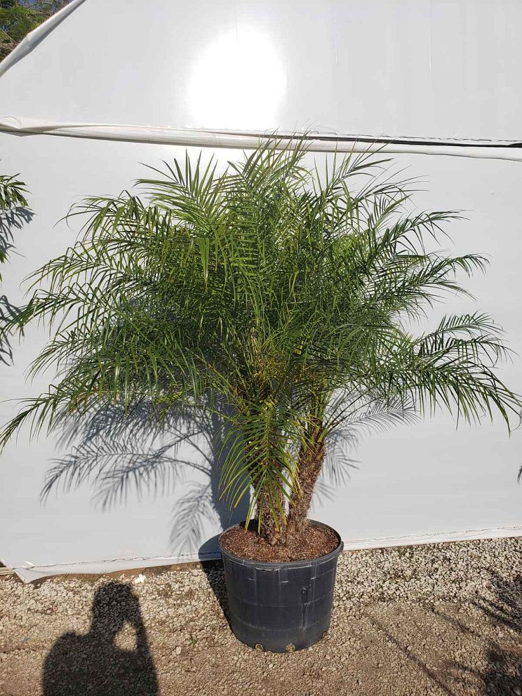 phoenix-roebelenii-pygmy-date-palm-roebelenii-palm