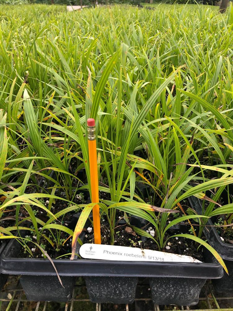 phoenix-roebelenii-pygmy-date-palm-roebelenii-palm