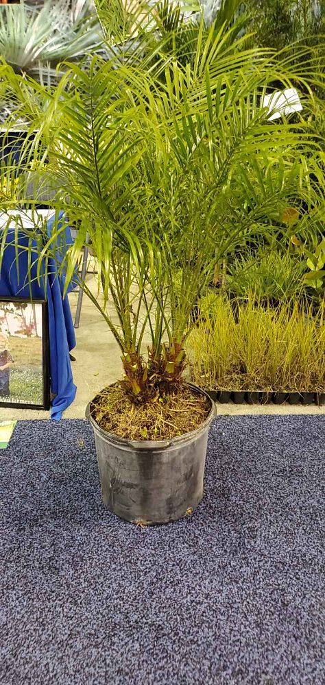 phoenix-roebelenii-pygmy-date-palm-roebelenii-palm