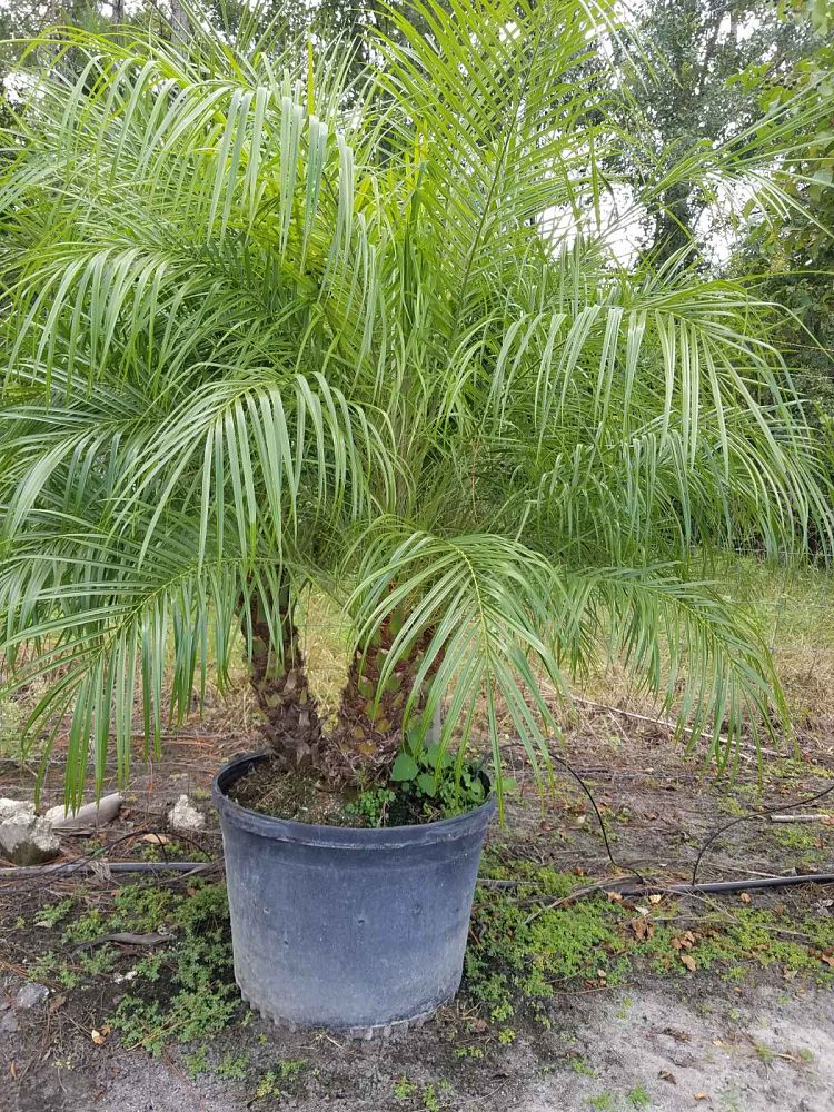 phoenix-roebelenii-pygmy-date-palm-roebelenii-palm