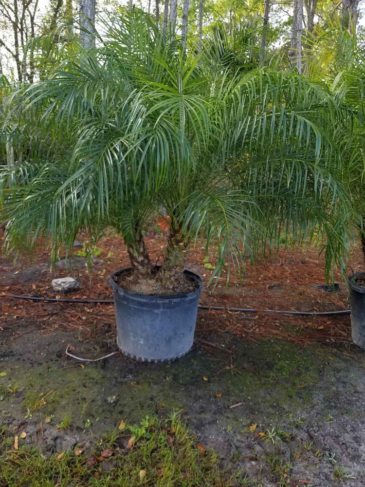phoenix-roebelenii-pygmy-date-palm-roebelenii-palm