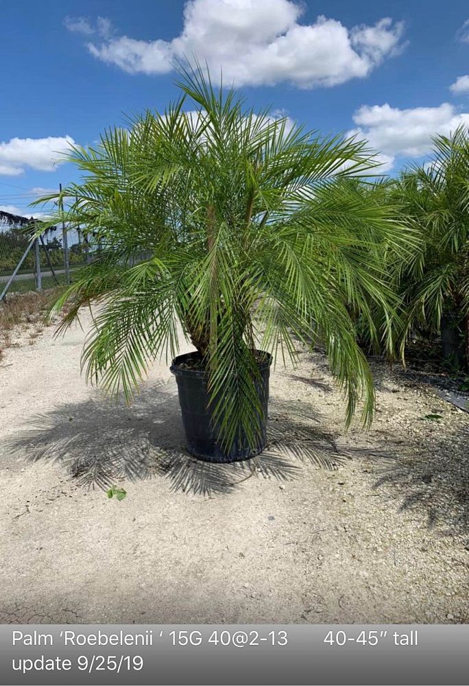 phoenix-roebelenii-pygmy-date-palm-roebelenii-palm