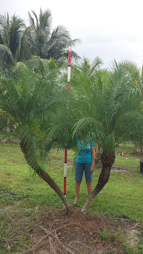phoenix-roebelenii-pygmy-date-palm-roebelenii-palm