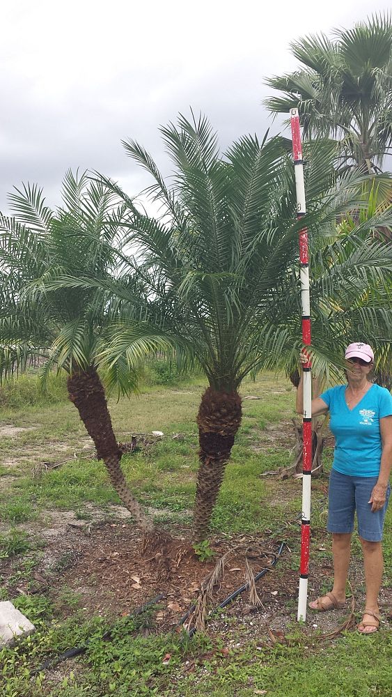 phoenix-roebelenii-pygmy-date-palm-roebelenii-palm