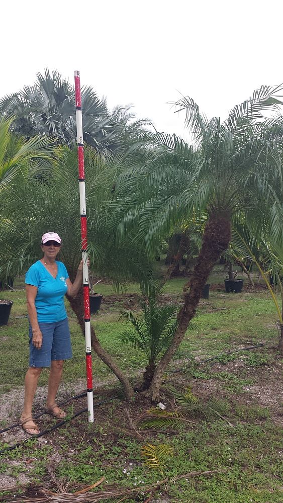 phoenix-roebelenii-pygmy-date-palm-roebelenii-palm