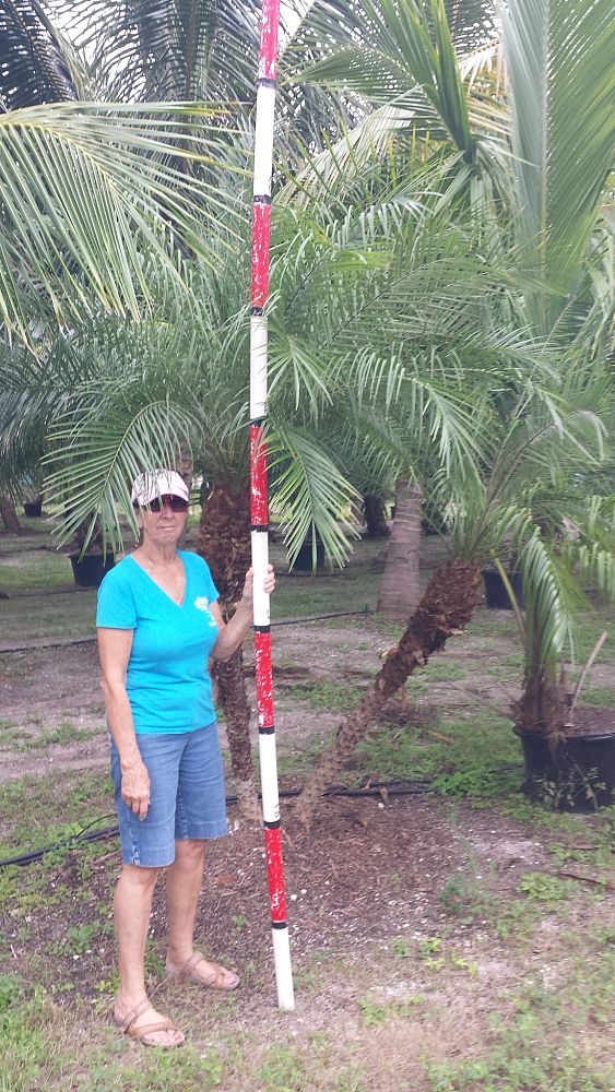 phoenix-roebelenii-pygmy-date-palm-roebelenii-palm