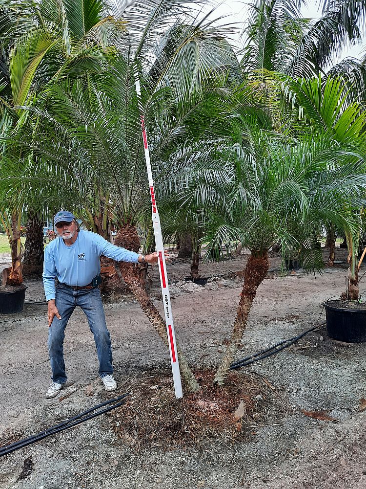 phoenix-roebelenii-pygmy-date-palm-roebelenii-palm