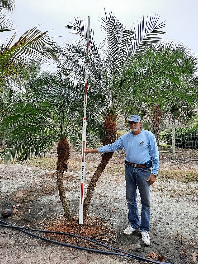 phoenix-roebelenii-pygmy-date-palm-roebelenii-palm