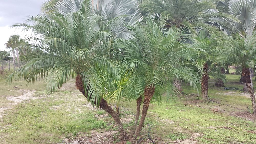 phoenix-roebelenii-pygmy-date-palm-roebelenii-palm