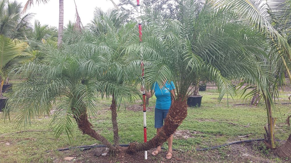 phoenix-roebelenii-pygmy-date-palm-roebelenii-palm