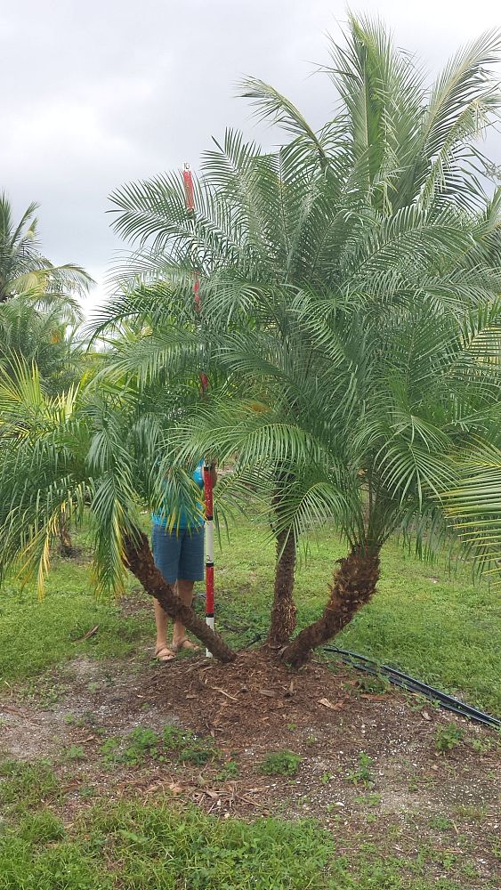phoenix-roebelenii-pygmy-date-palm-roebelenii-palm