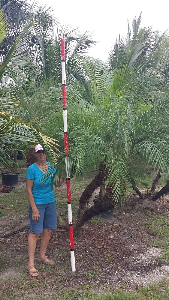phoenix-roebelenii-pygmy-date-palm-roebelenii-palm