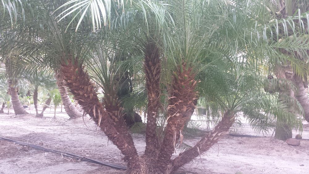 phoenix-roebelenii-pygmy-date-palm-roebelenii-palm