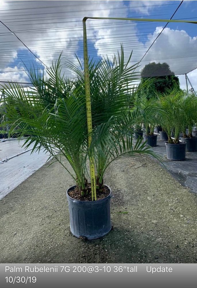 phoenix-roebelenii-pygmy-date-palm-roebelenii-palm