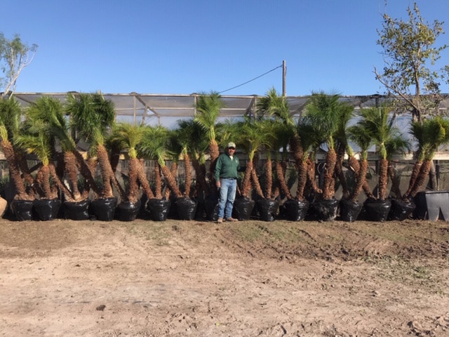 phoenix-roebelenii-pygmy-date-palm-roebelenii-palm
