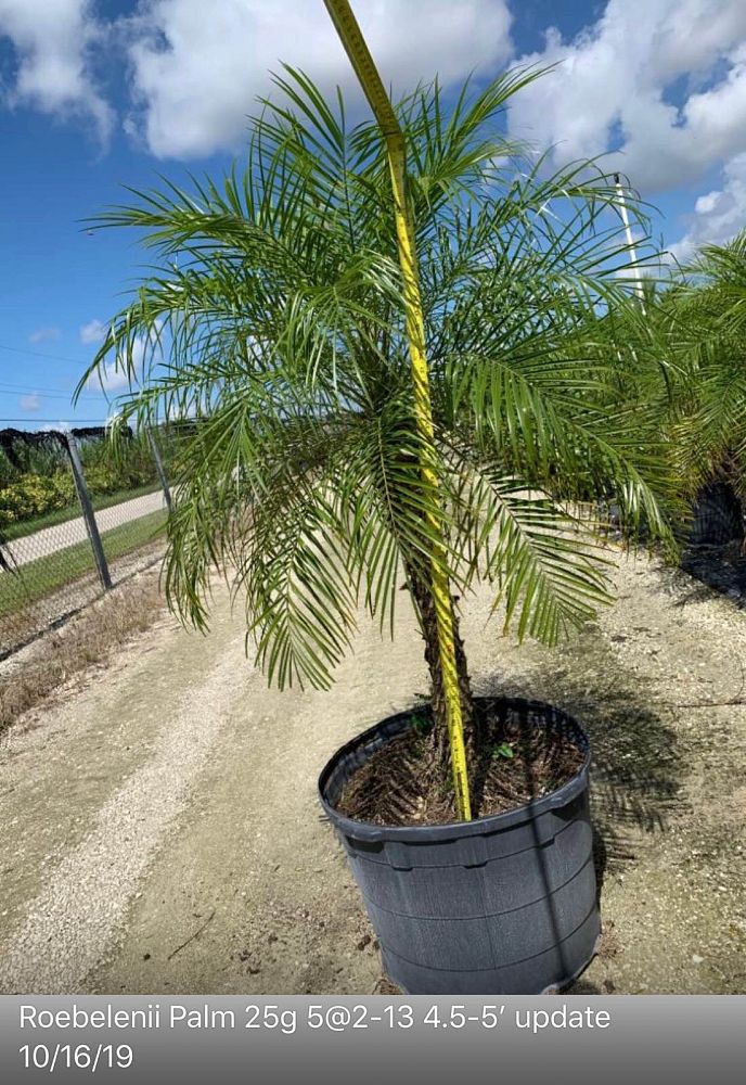phoenix-roebelenii-pygmy-date-palm-roebelenii-palm