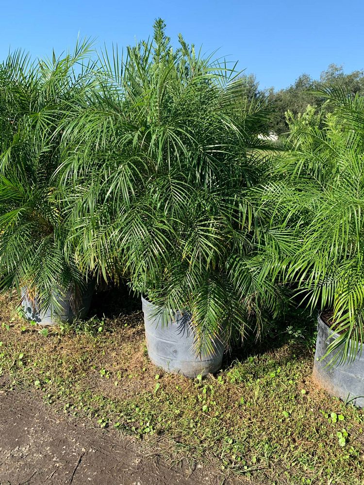 phoenix-roebelenii-pygmy-date-palm-roebelenii-palm