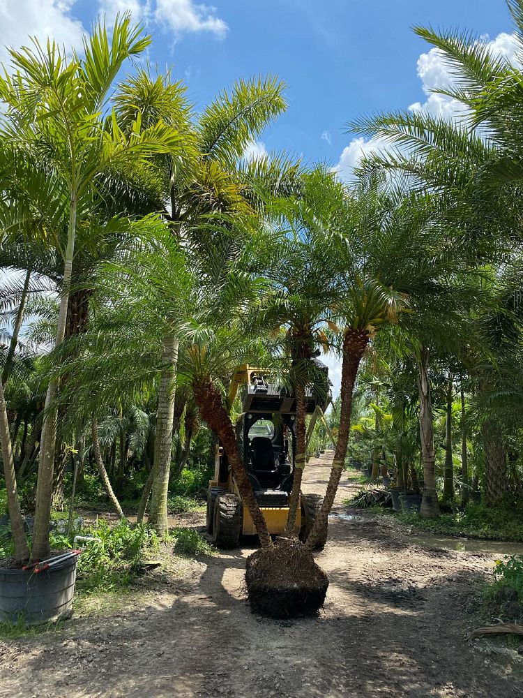 phoenix-roebelenii-pygmy-date-palm-roebelenii-palm