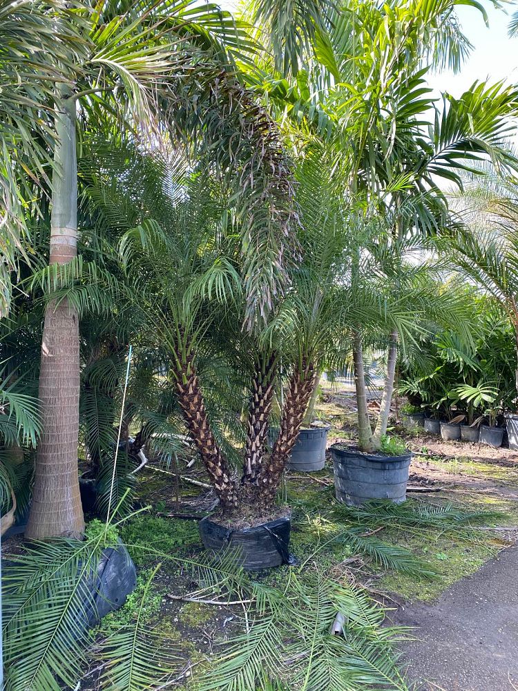 phoenix-roebelenii-pygmy-date-palm-roebelenii-palm