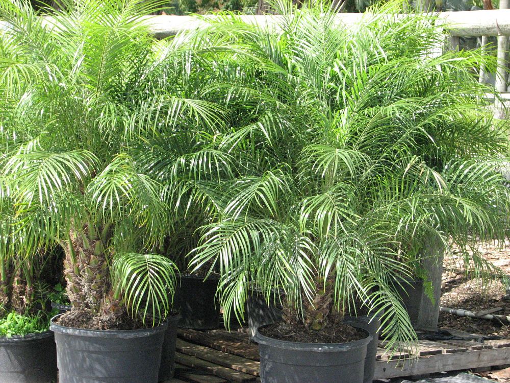 phoenix-roebelenii-pygmy-date-palm-roebelenii-palm
