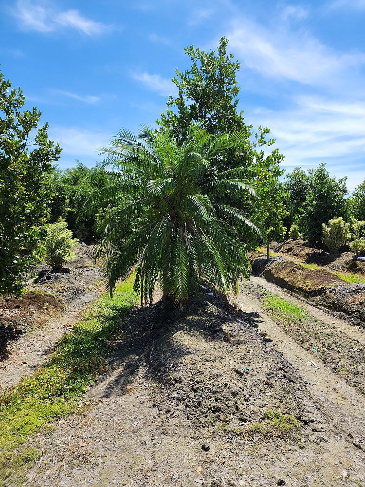 phoenix-roebelenii-pygmy-date-palm-roebelenii-palm