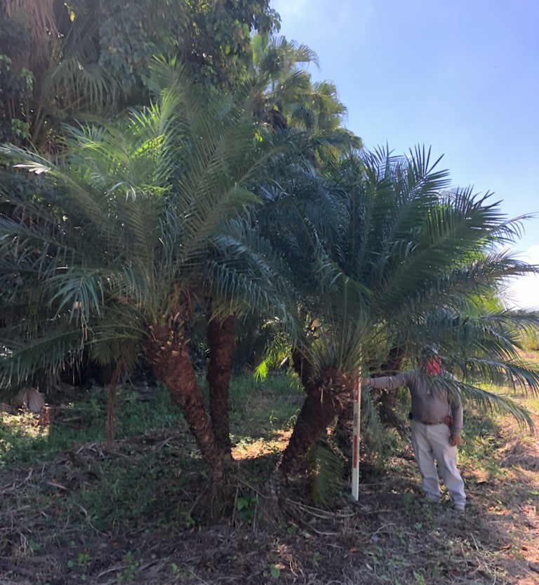 phoenix-roebelenii-pygmy-date-palm-roebelenii-palm