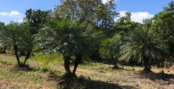 phoenix-roebelenii-pygmy-date-palm-roebelenii-palm