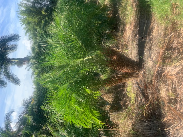 phoenix-roebelenii-pygmy-date-palm-roebelenii-palm