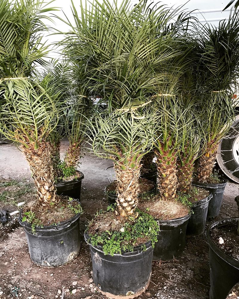 phoenix-roebelenii-pygmy-date-palm-roebelenii-palm