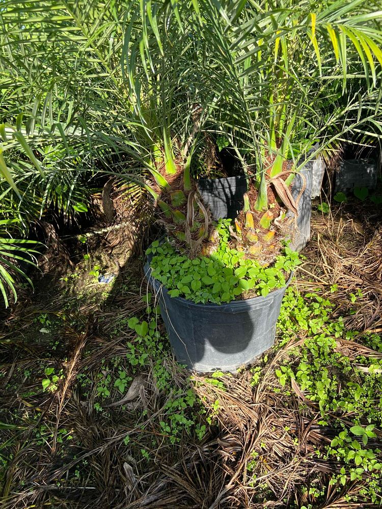 phoenix-roebelenii-pygmy-date-palm-roebelenii-palm