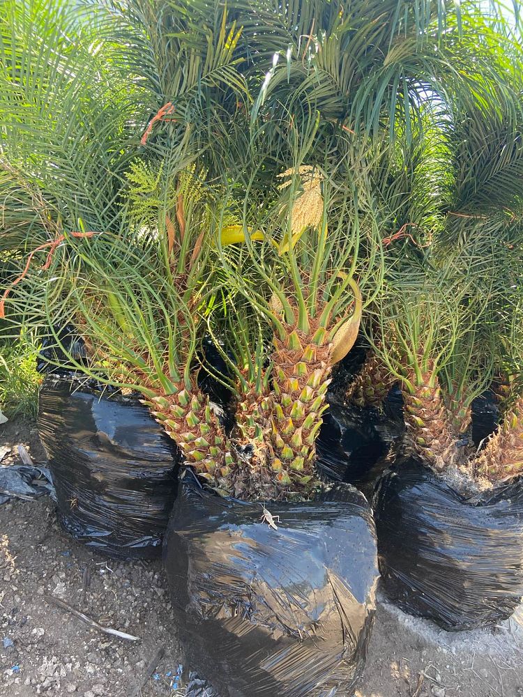 phoenix-roebelenii-pygmy-date-palm-roebelenii-palm