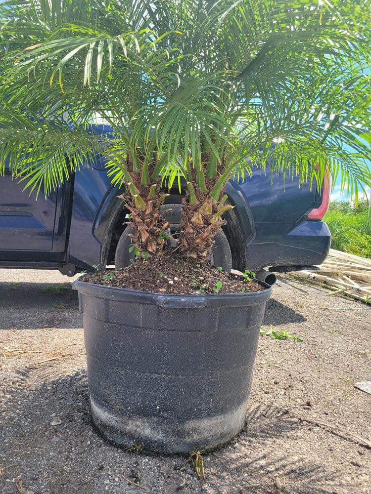 phoenix-roebelenii-pygmy-date-palm-roebelenii-palm