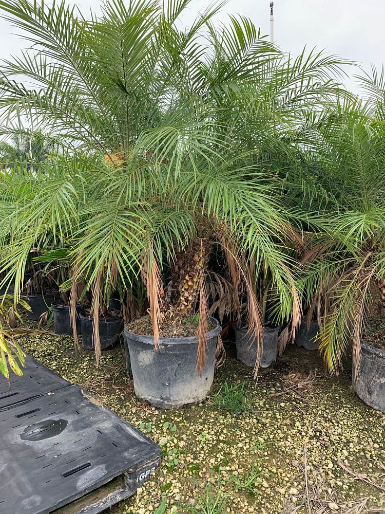 phoenix-roebelenii-pygmy-date-palm-roebelenii-palm
