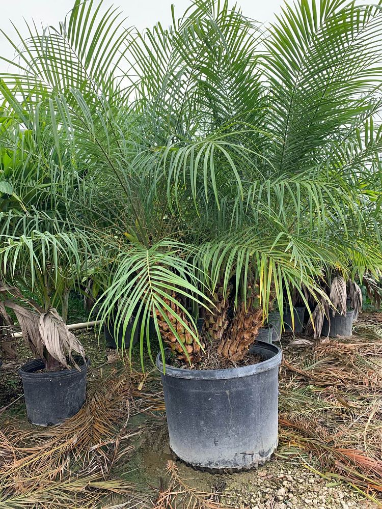 phoenix-roebelenii-pygmy-date-palm-roebelenii-palm