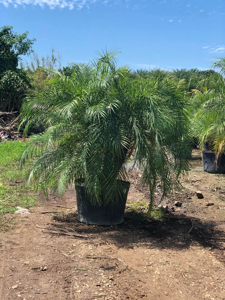 phoenix-roebelenii-pygmy-date-palm-roebelenii-palm