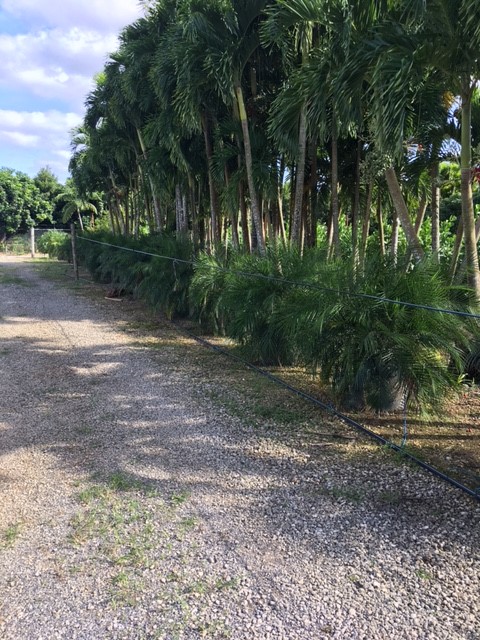 phoenix-roebelenii-pygmy-date-palm-roebelenii-palm