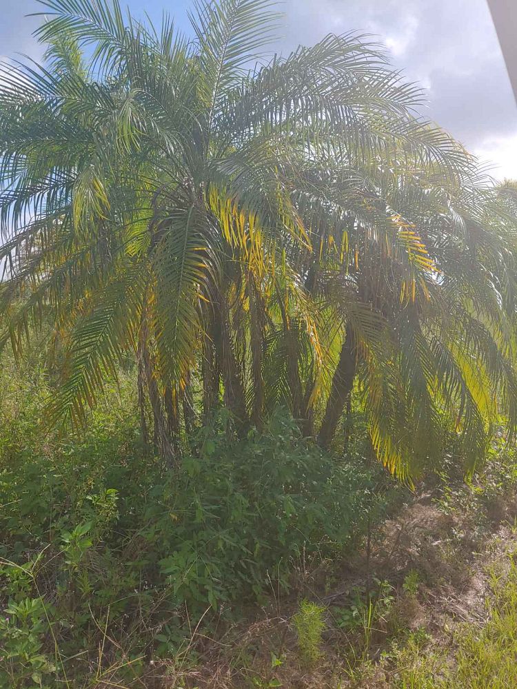 phoenix-roebelenii-pygmy-date-palm-roebelenii-palm