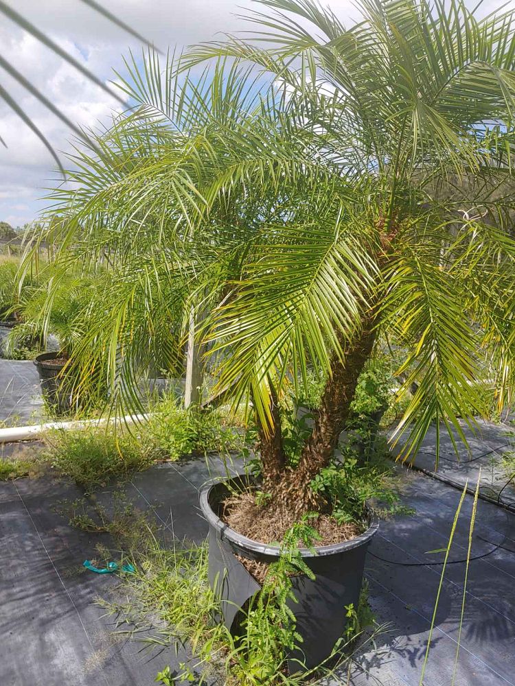 phoenix-roebelenii-pygmy-date-palm-roebelenii-palm