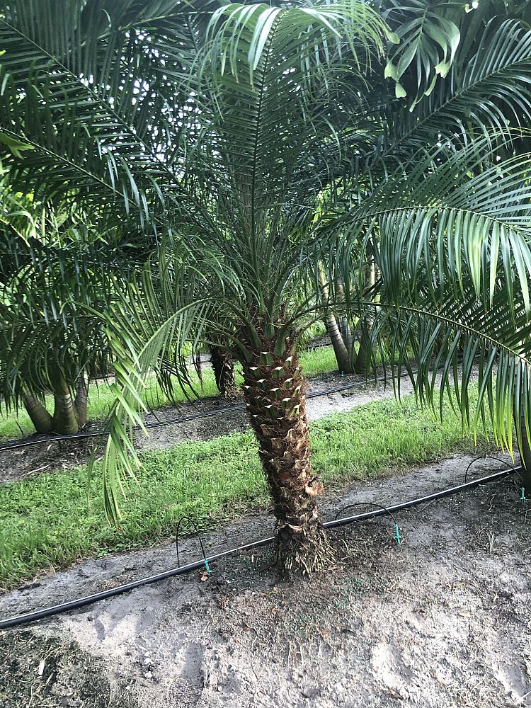 phoenix-roebelenii-pygmy-date-palm-roebelenii-palm