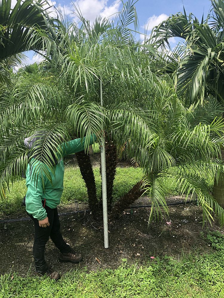 phoenix-roebelenii-pygmy-date-palm-roebelenii-palm