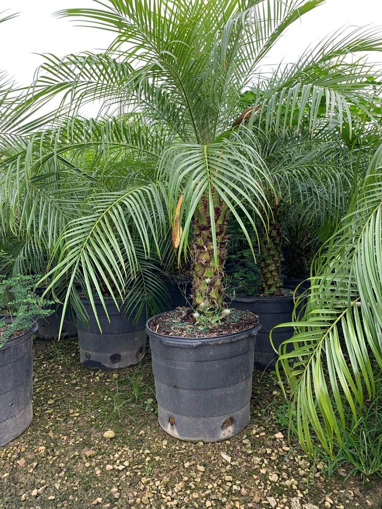 phoenix-roebelenii-pygmy-date-palm-roebelenii-palm